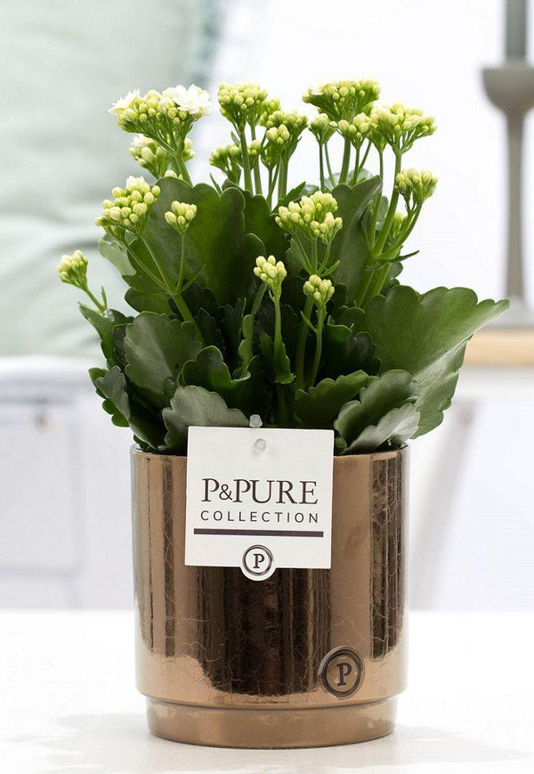 Flammendes Käthchen – Kalanchoe blossfeldiana