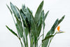 Paradiesvogelblume – Strelitzia reginae – Ansicht 3
