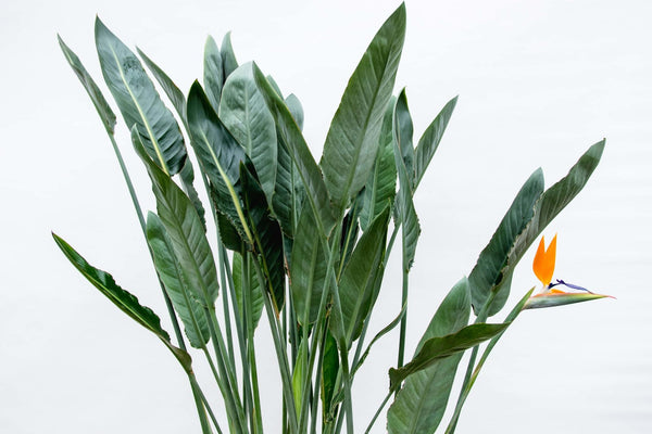 Paradiesvogelblume – Strelitzia reginae – Ansicht 3