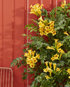 Trompetenblume ‚Summer Jazz Gold Trumpet' – Campsis – Ansicht 3