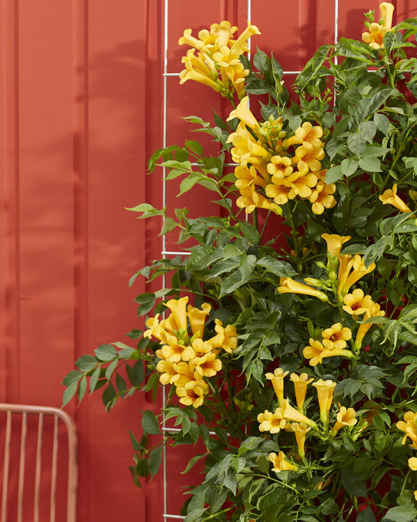 Trompetenblume ‚Summer Jazz Gold Trumpet' – Campsis – Ansicht 3