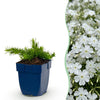 Polster-Phlox ‚Maischnee' – Phlox subulata
