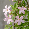 Rosa Jasmin – Jasminum × stephanense – Ansicht 3