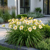 Taglilie ‚Arctic Snow' – Hemerocallis – Ansicht 6
