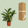 Einblatt ‚Vivaldi' – Spathiphyllum – Ansicht 3