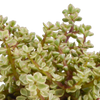 Sukkulenten-Set „Crassula-Mix“ – 3 Dickblatt-Pflanzen – Ansicht 6