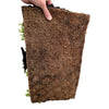 Bodendecker-Set „Sedummatte“ – 10 Sedum-Sorten – Ansicht 5