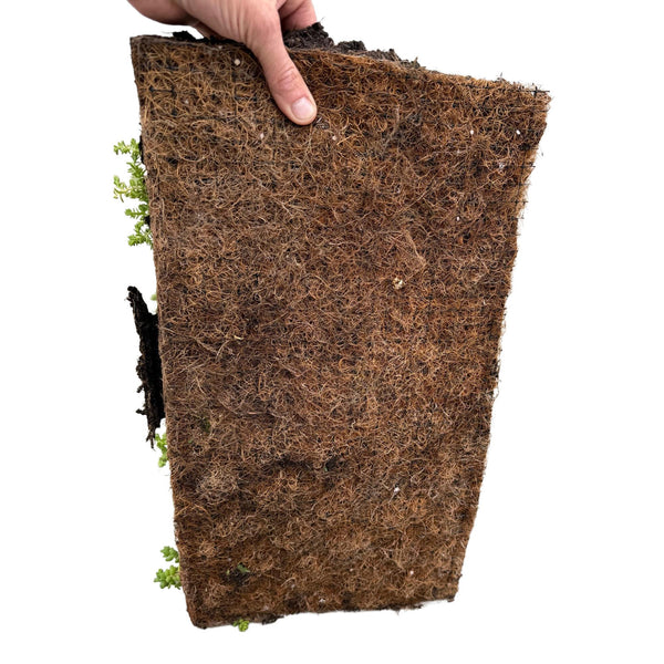 Bodendecker-Set „Sedummatte“ – 10 Sedum-Sorten – Ansicht 5