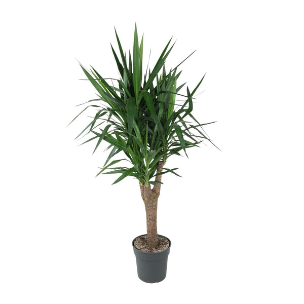 Riesen-Palmlilie – Yucca elephantipes