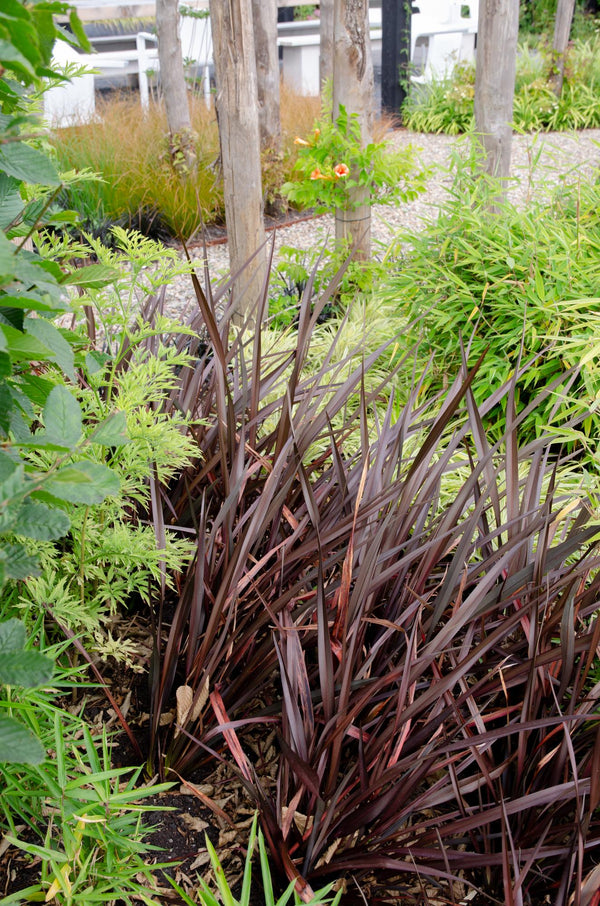 Neuseeländer Flachs ‚Rubra Nana' – Phormium – Ansicht 4