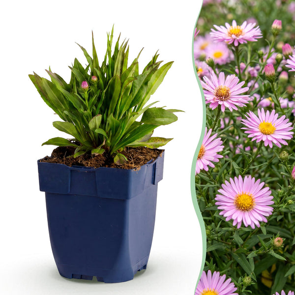 Kissen-Aster ‚Wood's Pink' – Aster dumosus