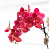Schmetterlingsorchidee ‚Congo' – Phalaenopsis – Ansicht 8