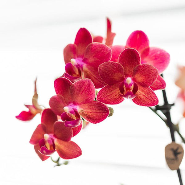 Schmetterlingsorchidee ‚Congo' – Phalaenopsis – Ansicht 8