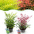 Himmelsbambus-Set „Duo" – Nandina domestica in Gelb & Rot
