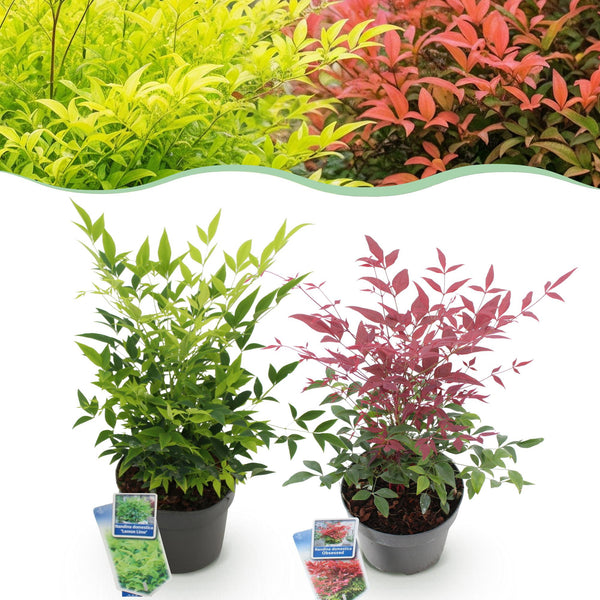 Himmelsbambus-Set „Duo" – Nandina domestica in Gelb & Rot