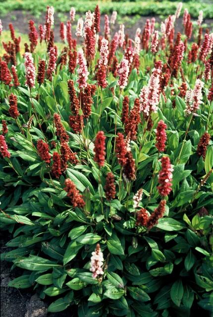 Kerzenknöterich ‚Darjeeling Red' – Persicaria affinis – Ansicht 3