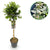 Kriechspindel ‚Harlequin' – Euonymus fortunei