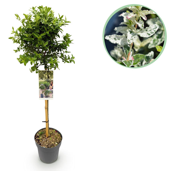 Kriechspindel ‚Harlequin' – Euonymus fortunei