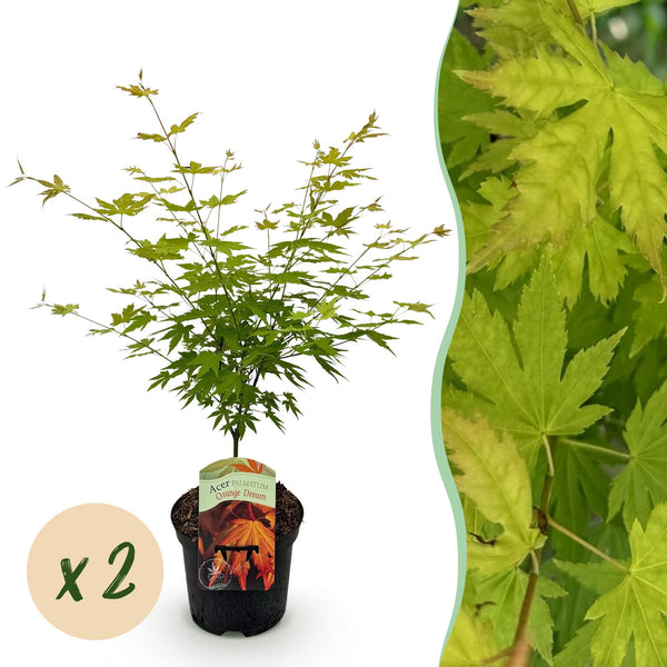 Fächerahorn ‚Orange Dream' – Acer palmatum