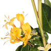 Immergrünes Geißblatt – Lonicera henryi