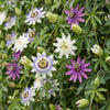 Passionsblumen-Set „Tricolour“ – 3 Passiflora-Sorten – Ansicht 5