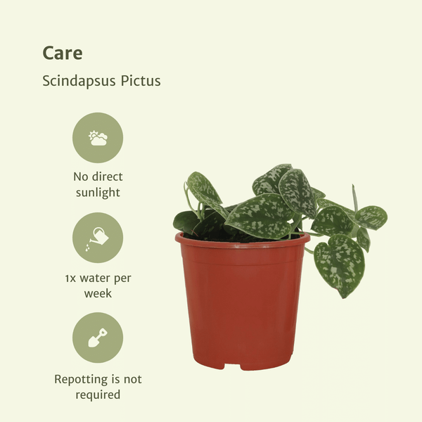Scindapsus pictus – Ansicht 5