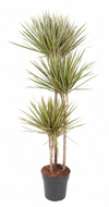 Drachenbaum ‚Bicolor' – Dracaena marginata