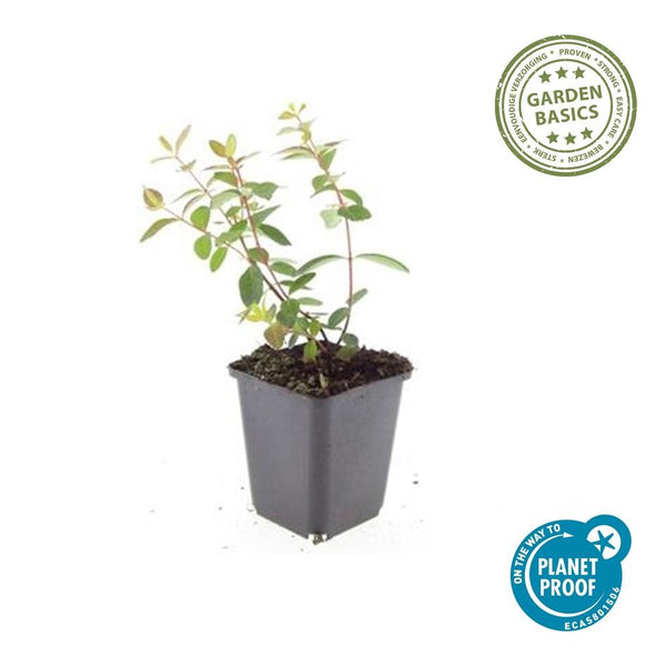 Johanniskraut ‚Peter Dummer' – Hypericum × dummeri – Ansicht 4