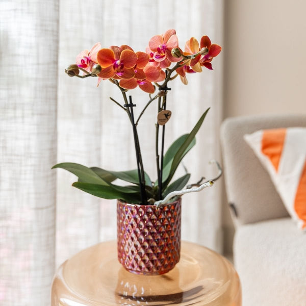 Schmetterlingsorchidee ‚Mineral Bolzano' – Phalaenopsis – Ansicht 10