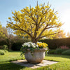 Kornelkirsche – Cornus mas – Ansicht 5