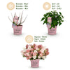 Rispenhortensie ‚Groundbreaker Blush' – Hydrangea paniculata – Ansicht 4