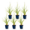 Lampenputzergras ‚Fairy Tales' – Pennisetum orientale – Ansicht 2