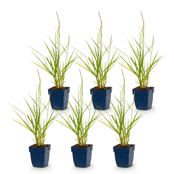 Lampenputzergras ‚Fairy Tales' – Pennisetum orientale – Ansicht 2