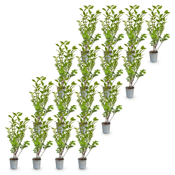 Ovalblättriger Liguster – Ligustrum ovalifolium – Ansicht 2