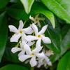 Sternjasmin ‚Star of Venice' – Trachelospermum jasminoides – Ansicht 3