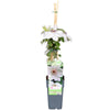 Clematis-Set – 3 Waldreben-Sorten für Zaun & Rankgitter – im Set enthalten: Waldrebe ‚Miss Bateman' – Clematis