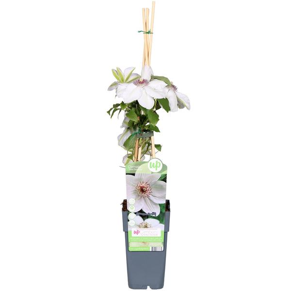 Clematis-Set – 3 Waldreben-Sorten für Zaun & Rankgitter – im Set enthalten: Waldrebe ‚Miss Bateman' – Clematis