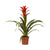 Guzmanie ‚Ostara' – Guzmania
