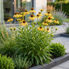 Gelber Sonnenhut – Echinacea paradoxa – Ansicht 5