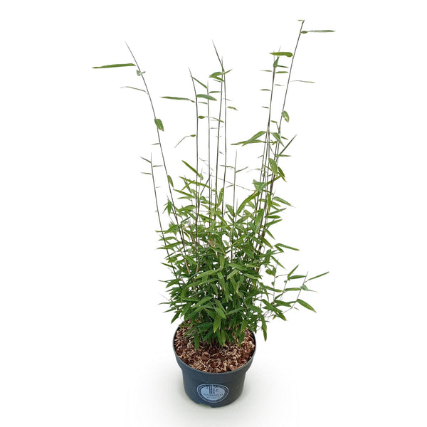 Schirmbambus ‚Black Dragon' – Fargesia nitida – Ansicht 2