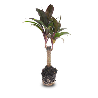 Keulenlilie ‚Purple Compacta' – Cordyline fruticosa
