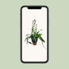 Fischgrätenkaktus – Epiphyllum anguliger – Ansicht 4