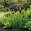 Triumph-Tulpe ‚Black' – Tulipa – Ansicht 2