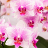 Schmetterlingsorchidee ‚Mineral Rotterdam' – Phalaenopsis – Ansicht 2