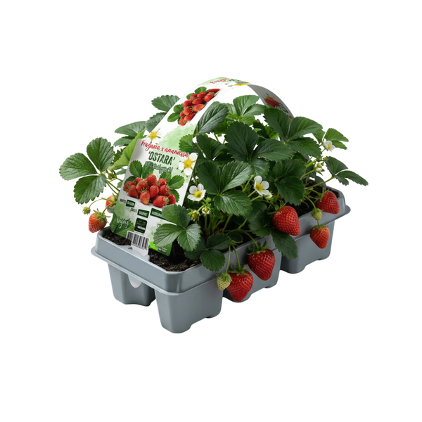 Erdbeere – Fragaria × ananassa – Ansicht 2