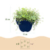Kriech-Thymian ‚Minor' – Thymus praecox – Ansicht 3