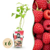 Himbeere ‚Ottawa' – Rubus idaeus