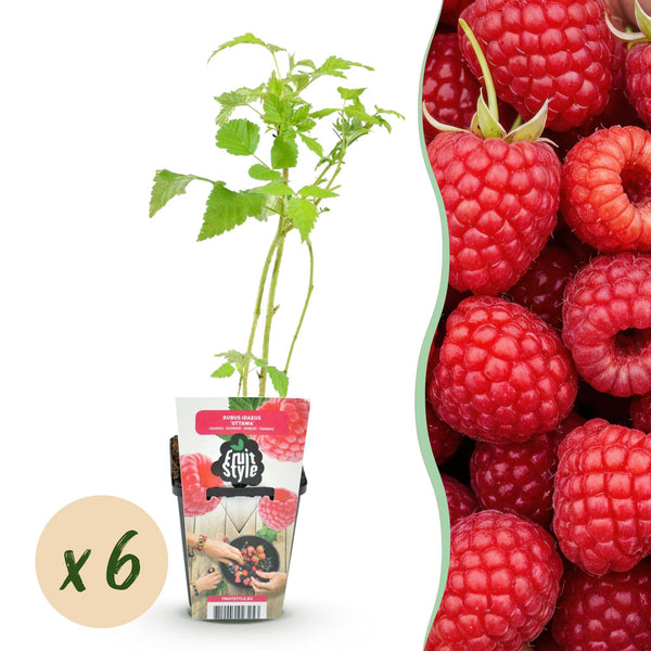 Himbeere ‚Ottawa' – Rubus idaeus