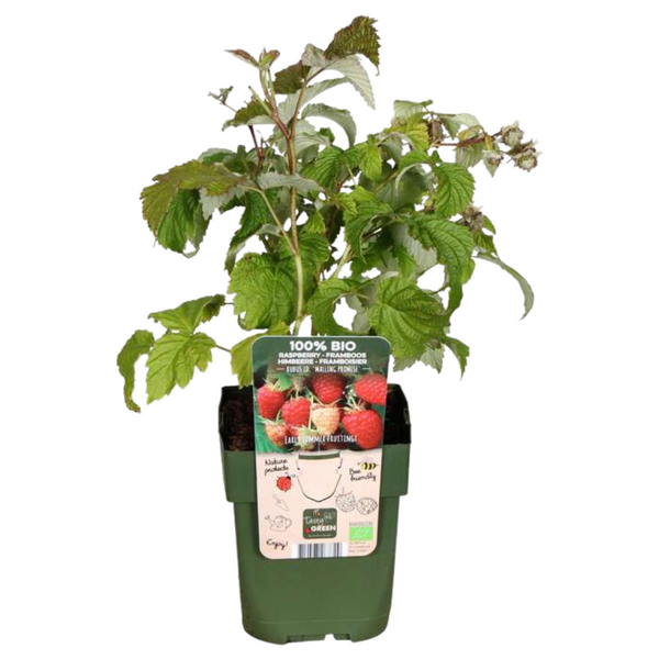 Obstpflanzen-Set „Früchte-Oase" – 5 verschiedene BIO-Obstpflanzen – Ansicht 17