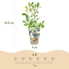Heidelbeere ‚Bluecrop' – Vaccinium corymbosum – Ansicht 3